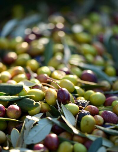 Le olive taggiasche
